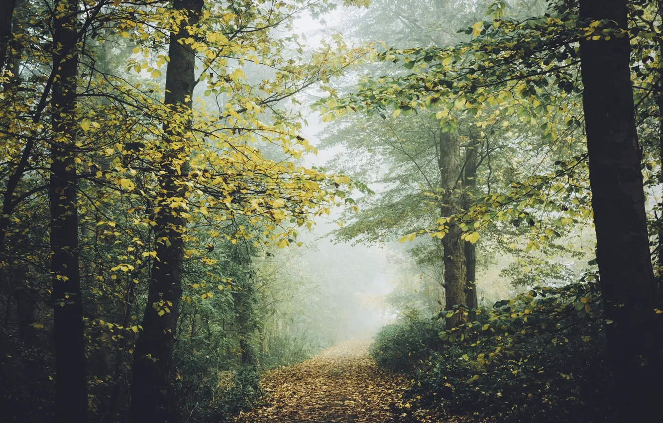 Фото обои осень, лес, природа, тропа, дорожка