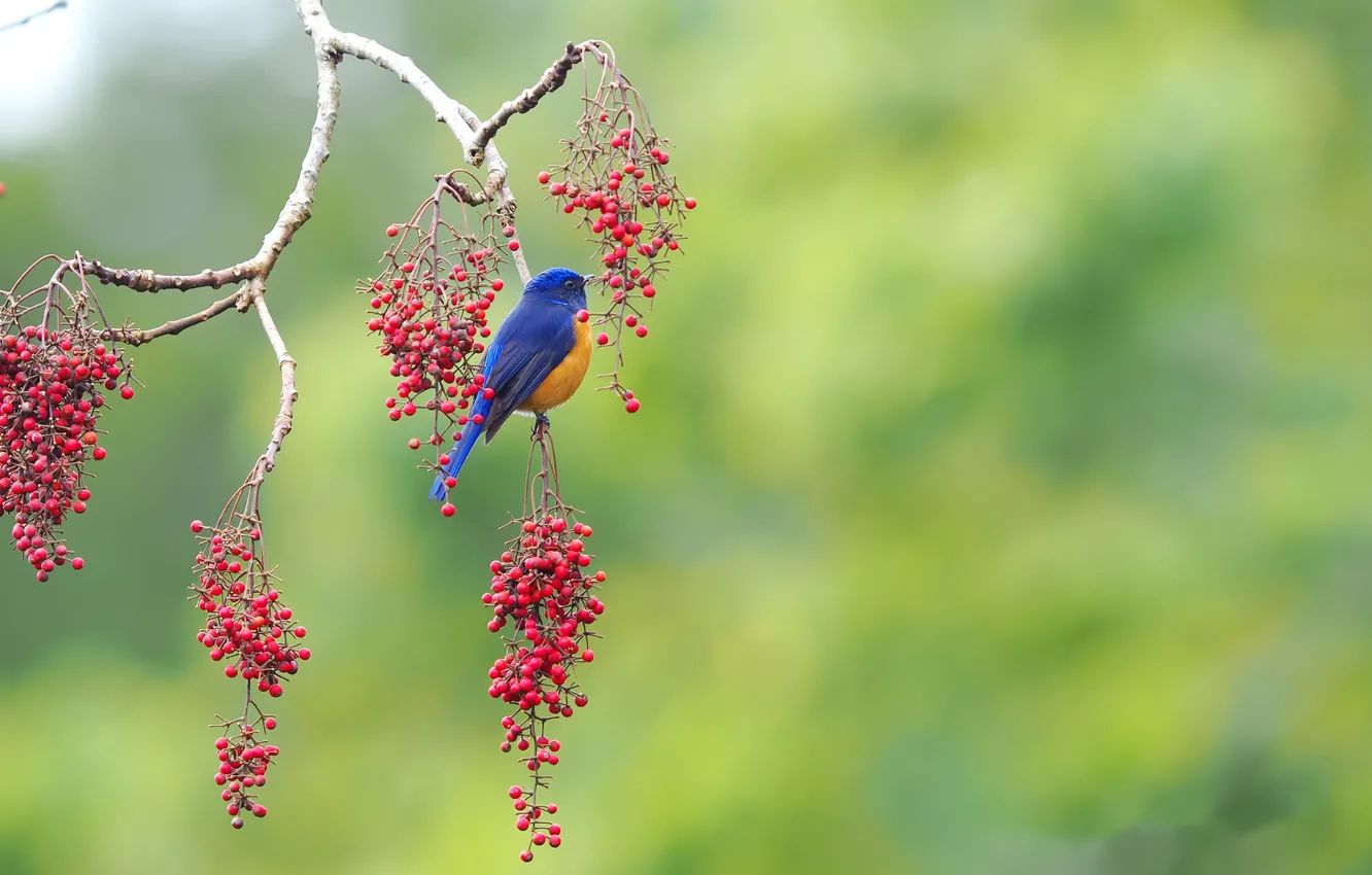 Фото обои ягоды, дерево, птица