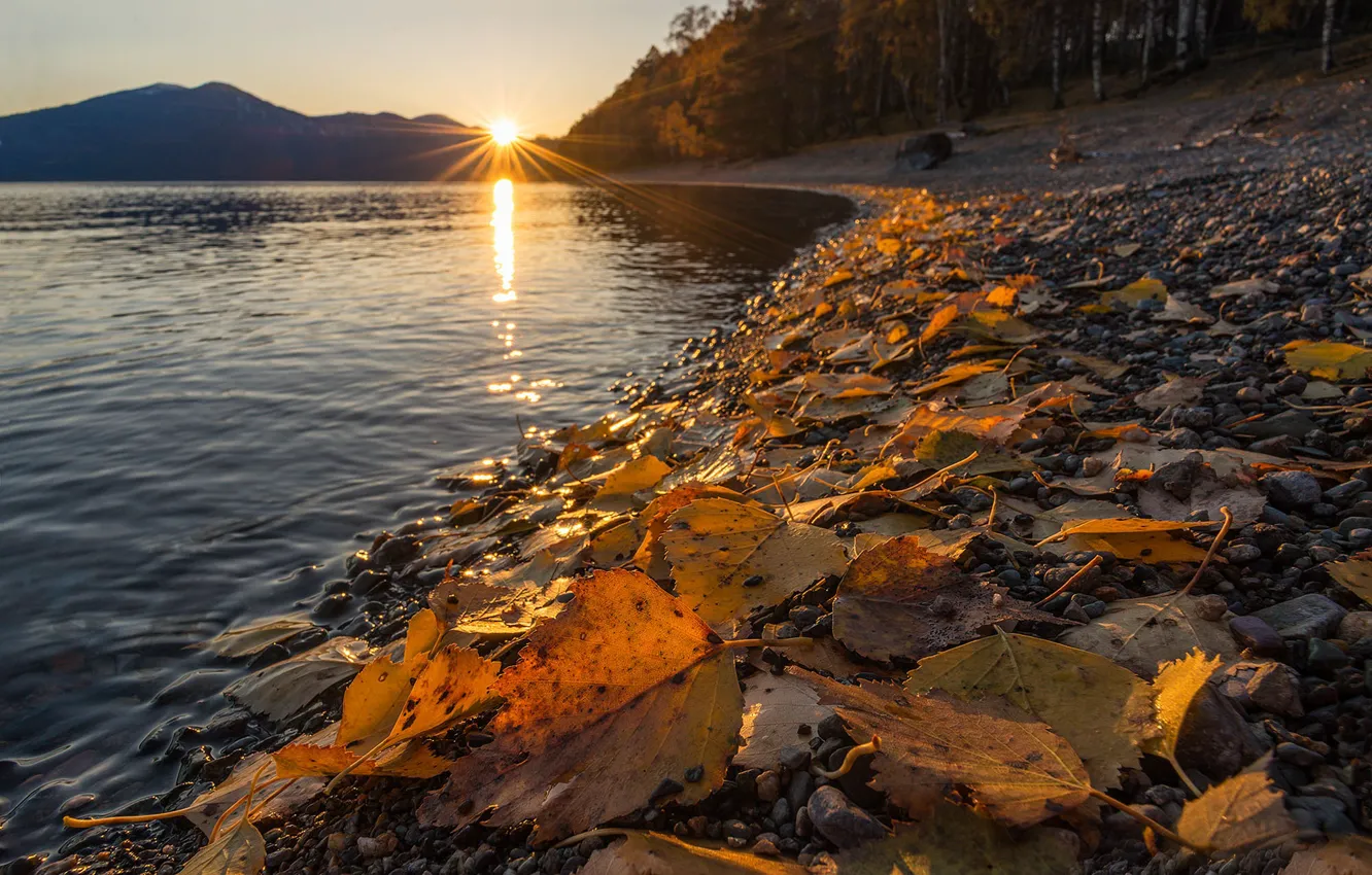 Фото обои листья, берег, Телецкое озеро, Алтайский заповедник