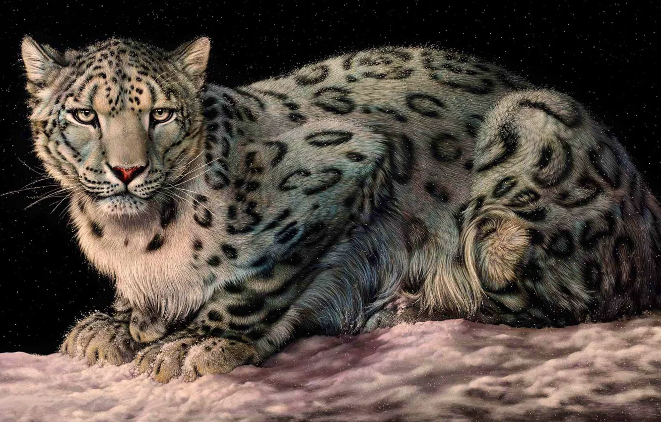 Фото обои cat, animal, big cat, .White Leopard