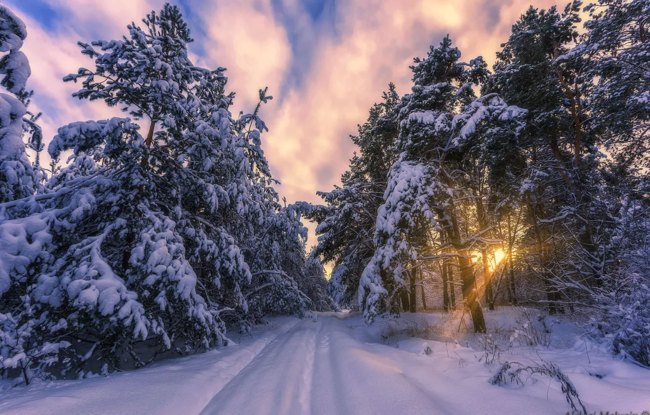 Фото обои зима, лес, солнце, лучи, снег, мороз, сосны, Aleksei Malygin