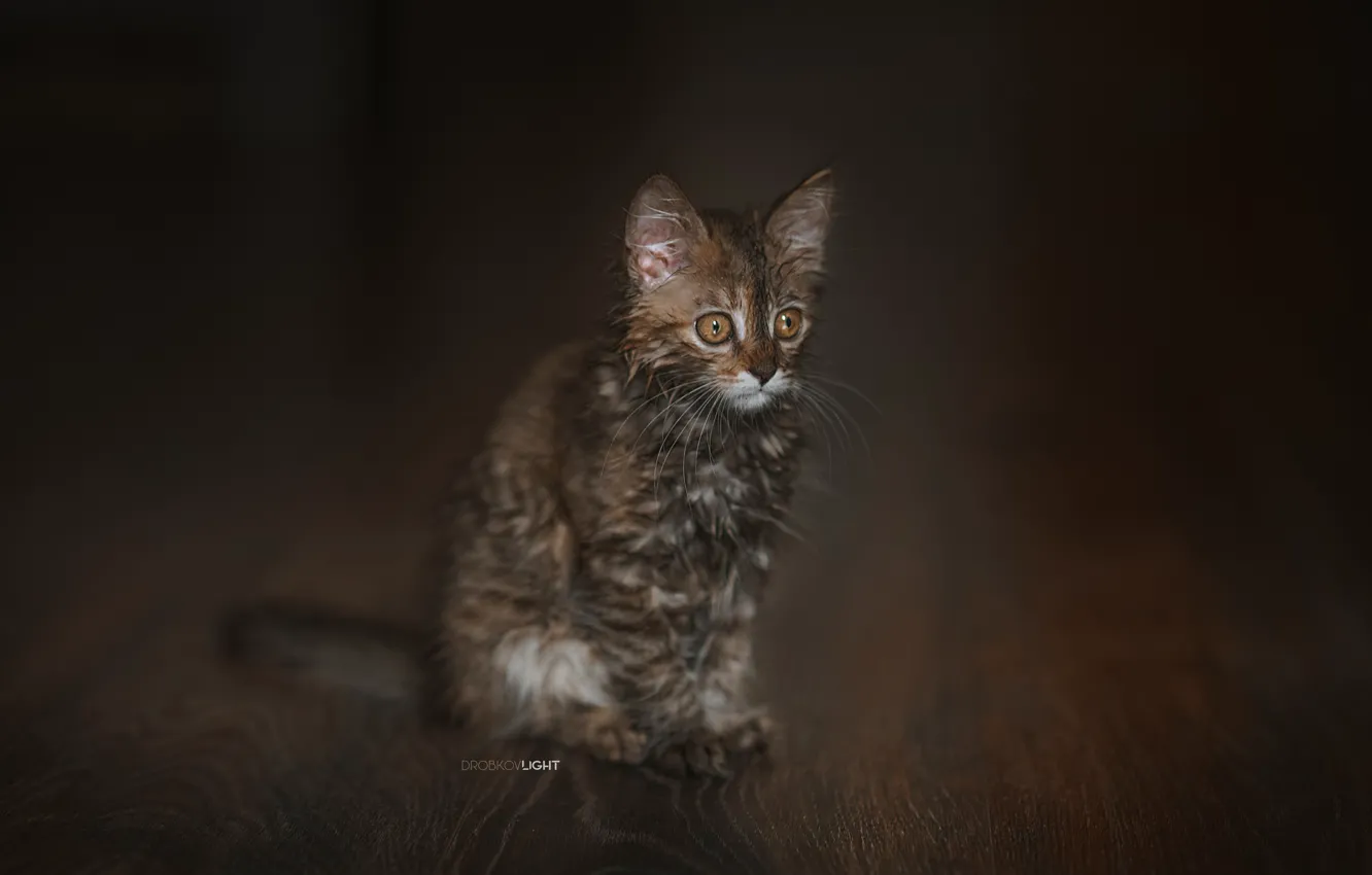Фото обои мокрый, фон, котёнок, котейка, Alexander Drobkov-Light