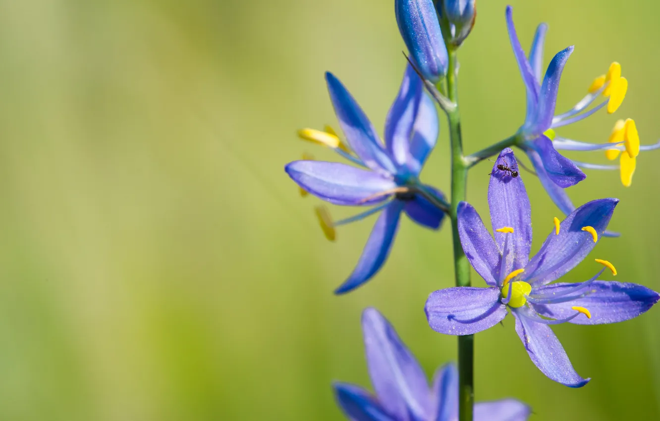 Фото обои цветок, лето, макро, синий, муравей, полевой
