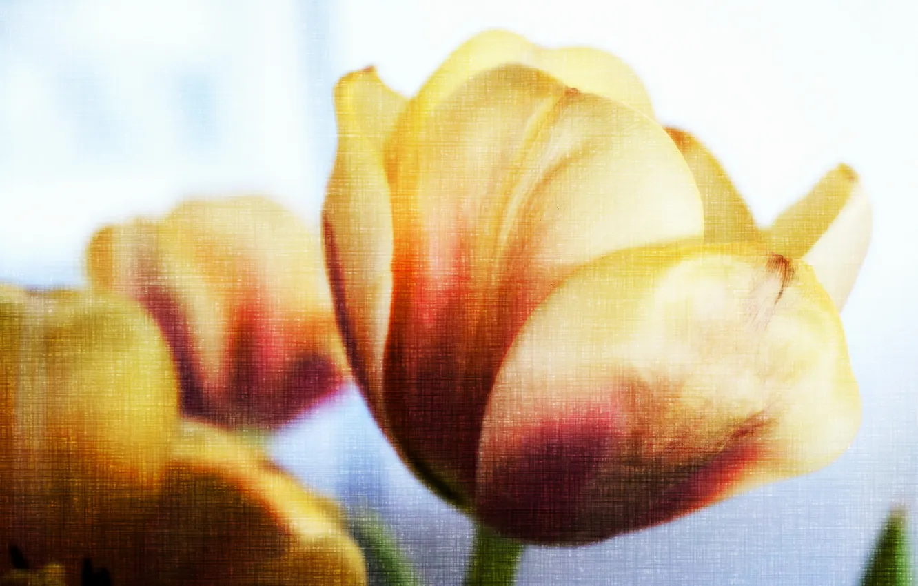 Фото обои цветы, стиль, тюльпаны