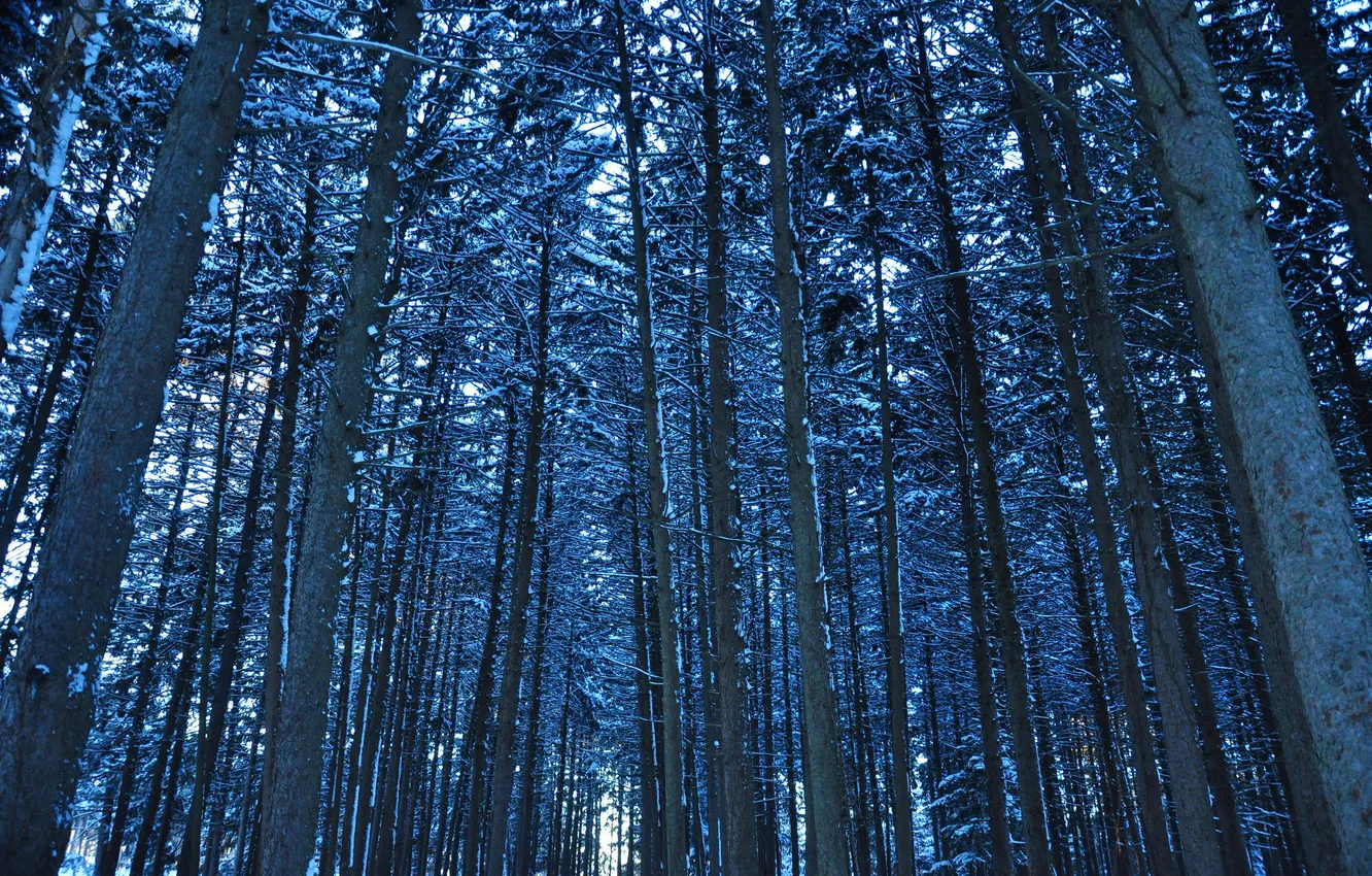 Фото обои зима, лес, снег, деревья, ствол