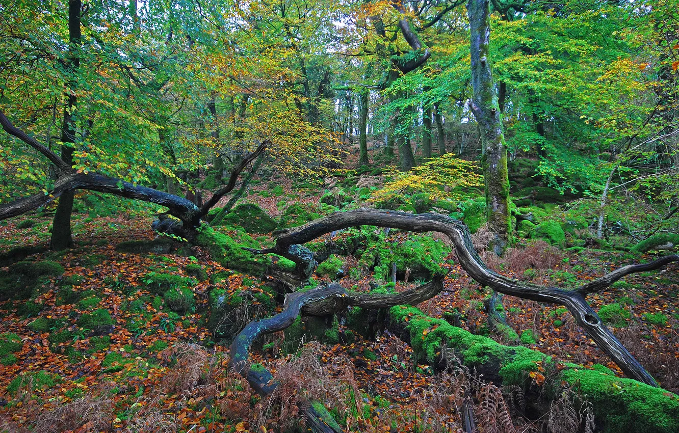 Фото обои осень, лес, листья, деревья, палки, Природа, коряги