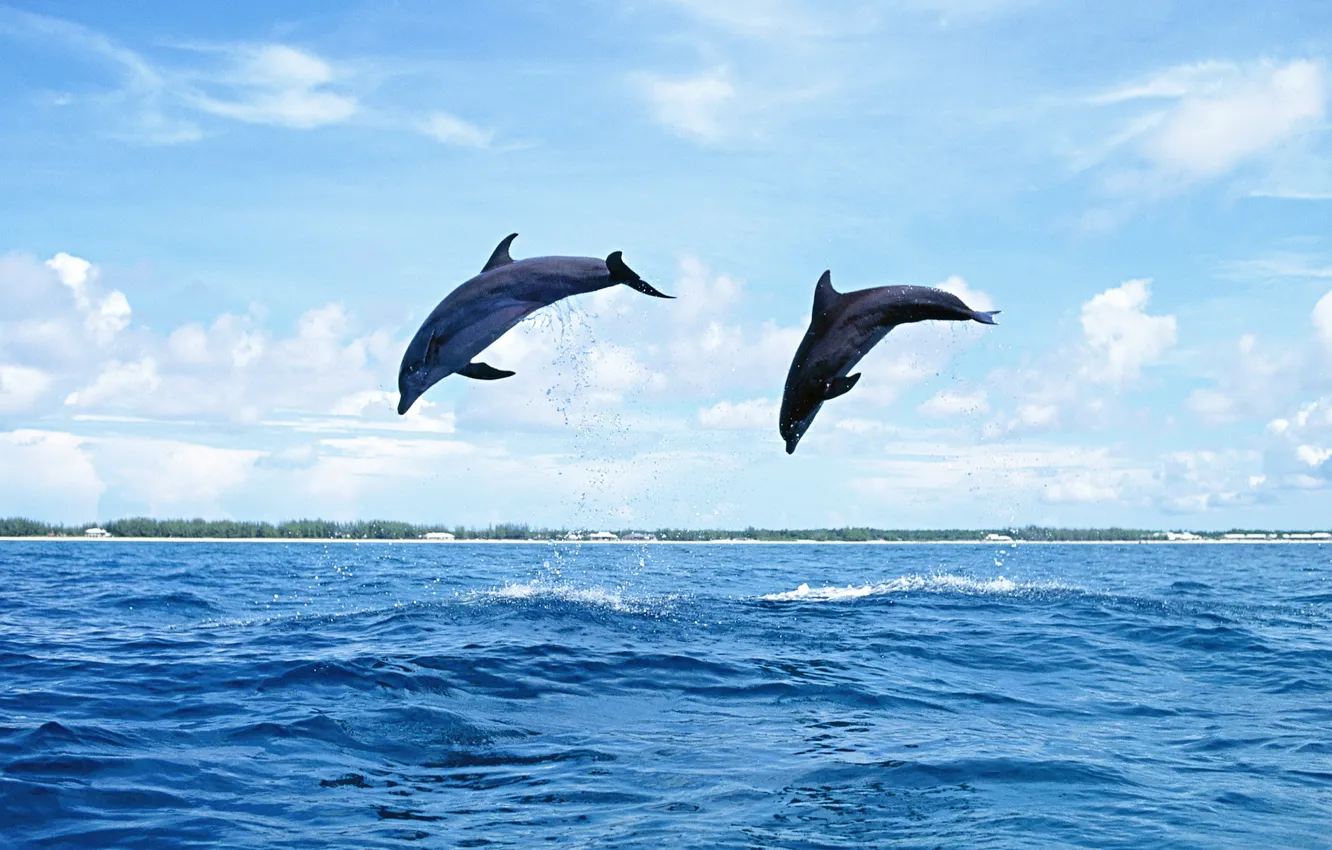 Фото обои море, небо, вода, острова, природа, прыжок, дельфины, млекопитающее