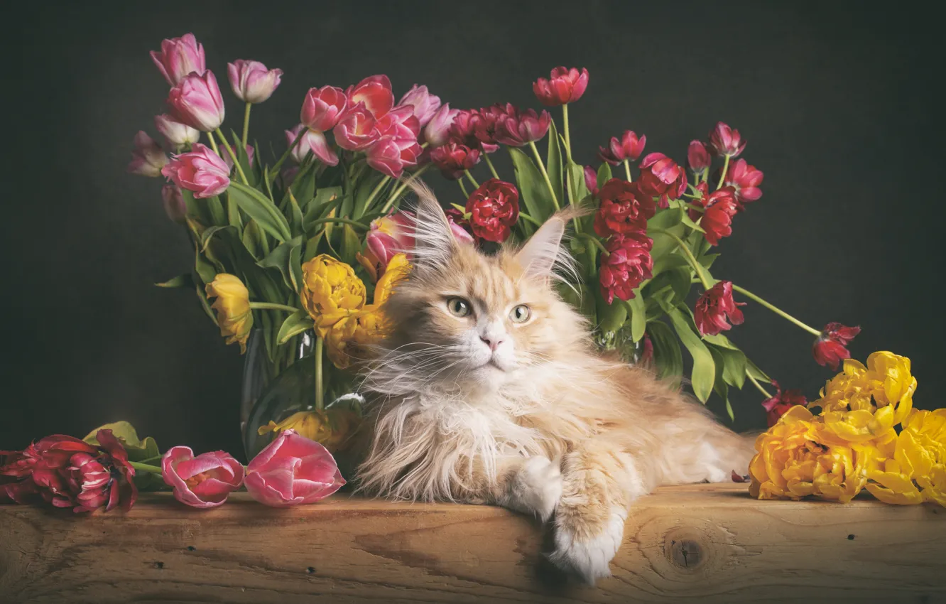 Фото обои кошка, кот, цветы, стол, лежит