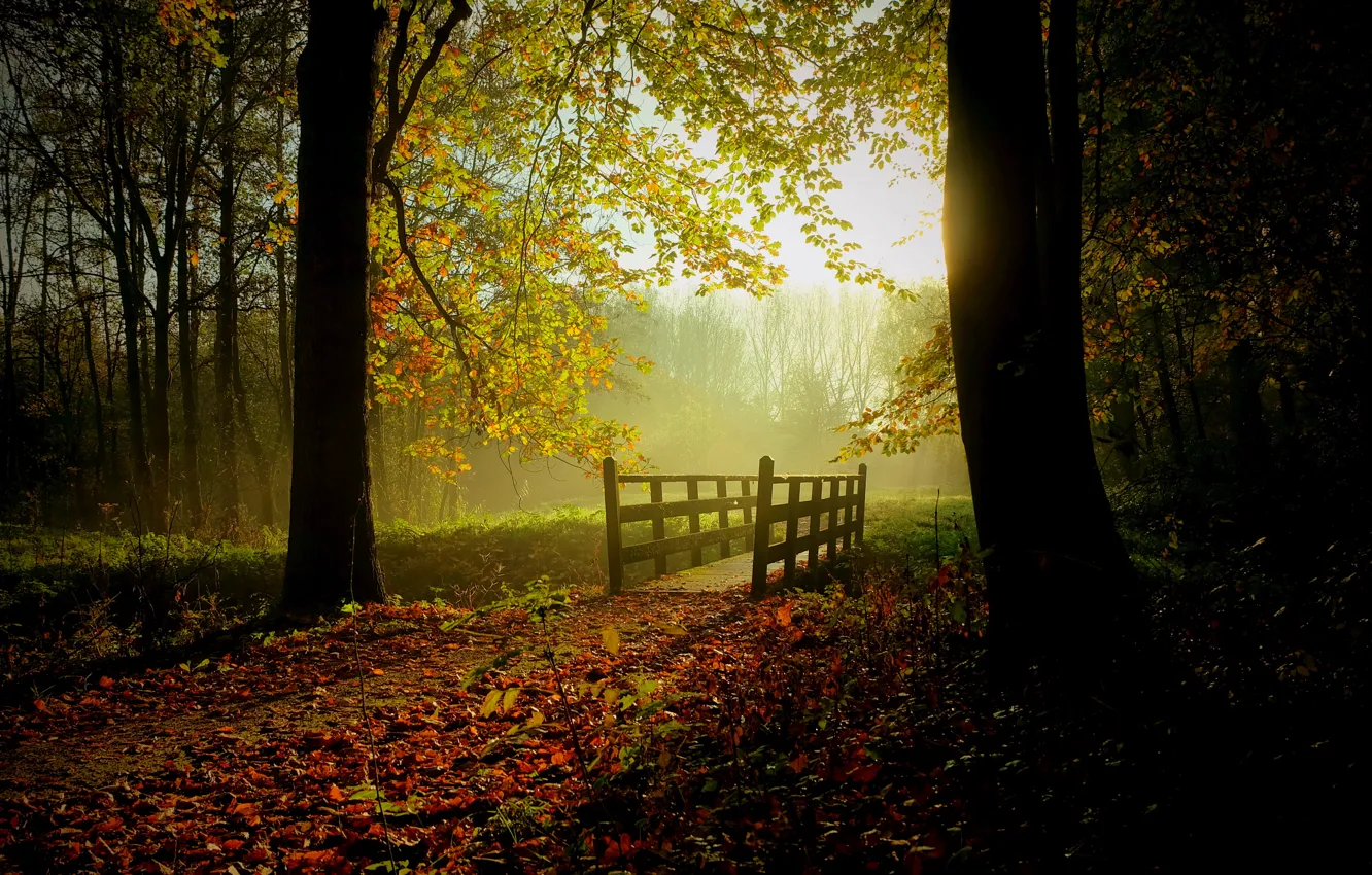 Фото обои зелень, осень, лес, листья, солнце, деревья, мост, туман