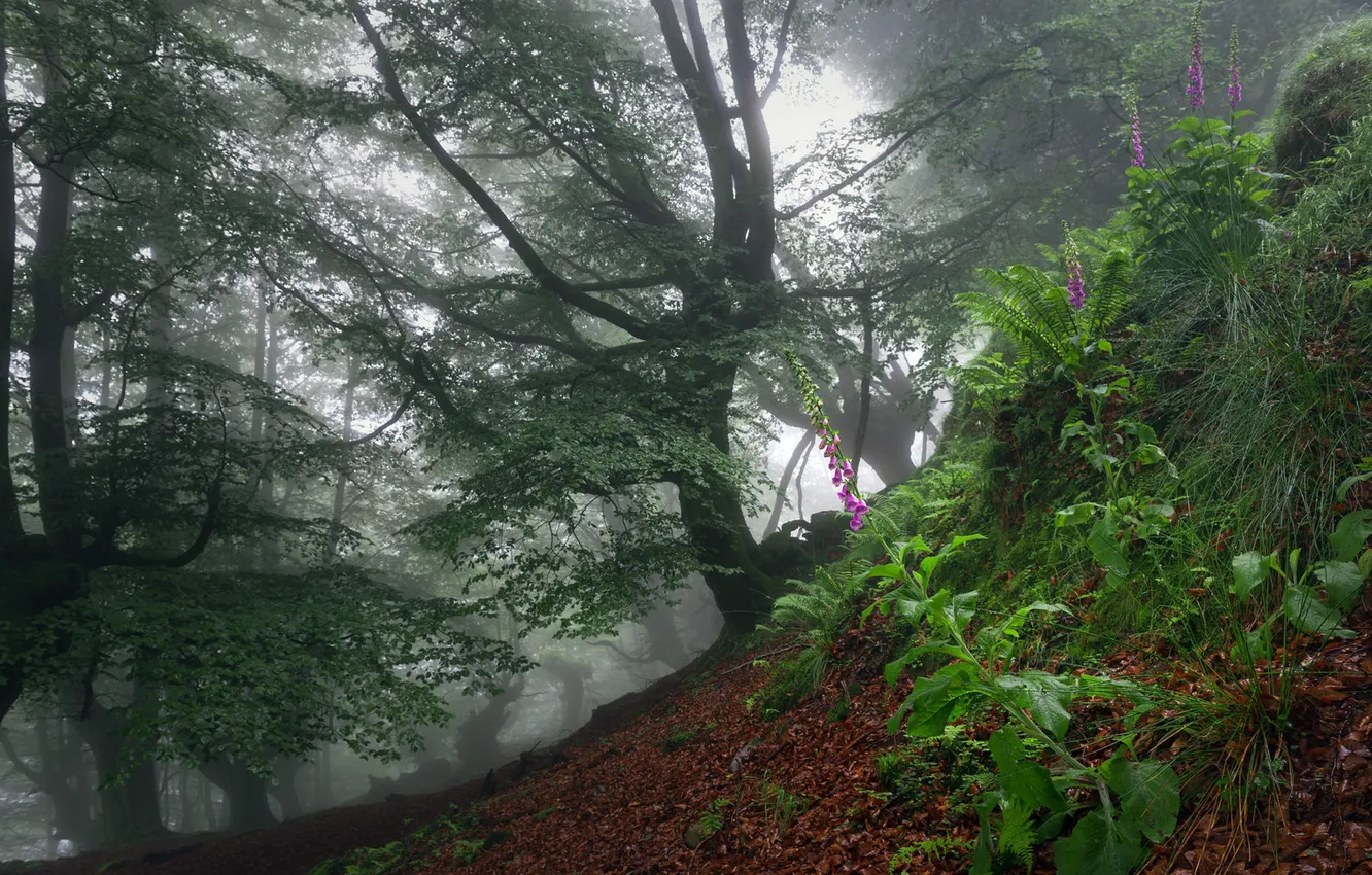 Фото обои лес, цветы, туман
