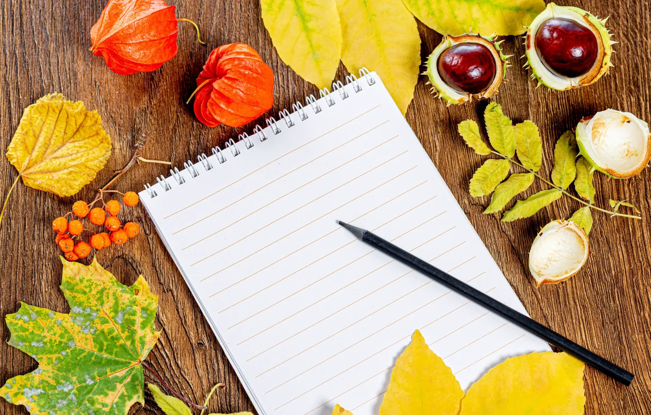 Фото обои осень, листья, ягоды, блокнот, карандаш, каштаны