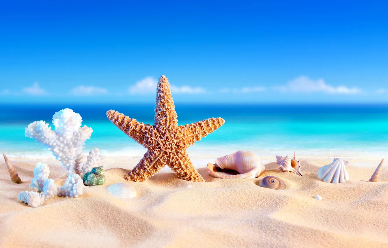 Фото обои песок, море, пляж, лето, звезда, отпуск, ракушки, summer