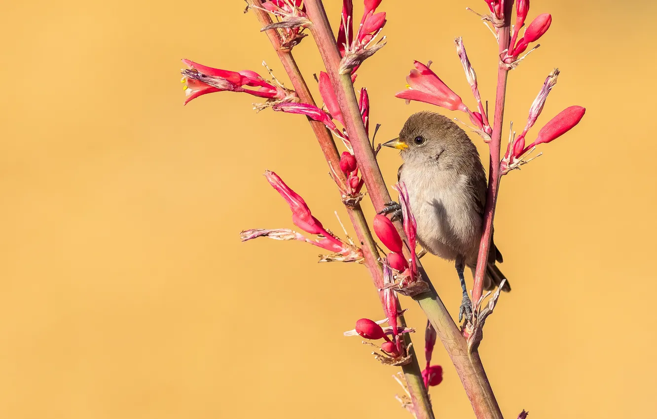 Фото обои ветки, птичка, кроха