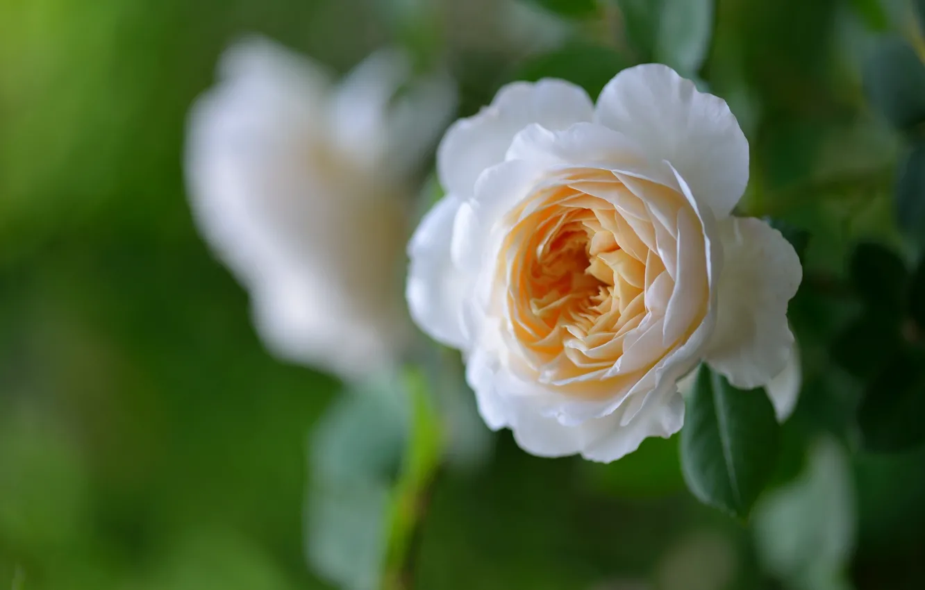 Фото обои макро, розы, бутоны