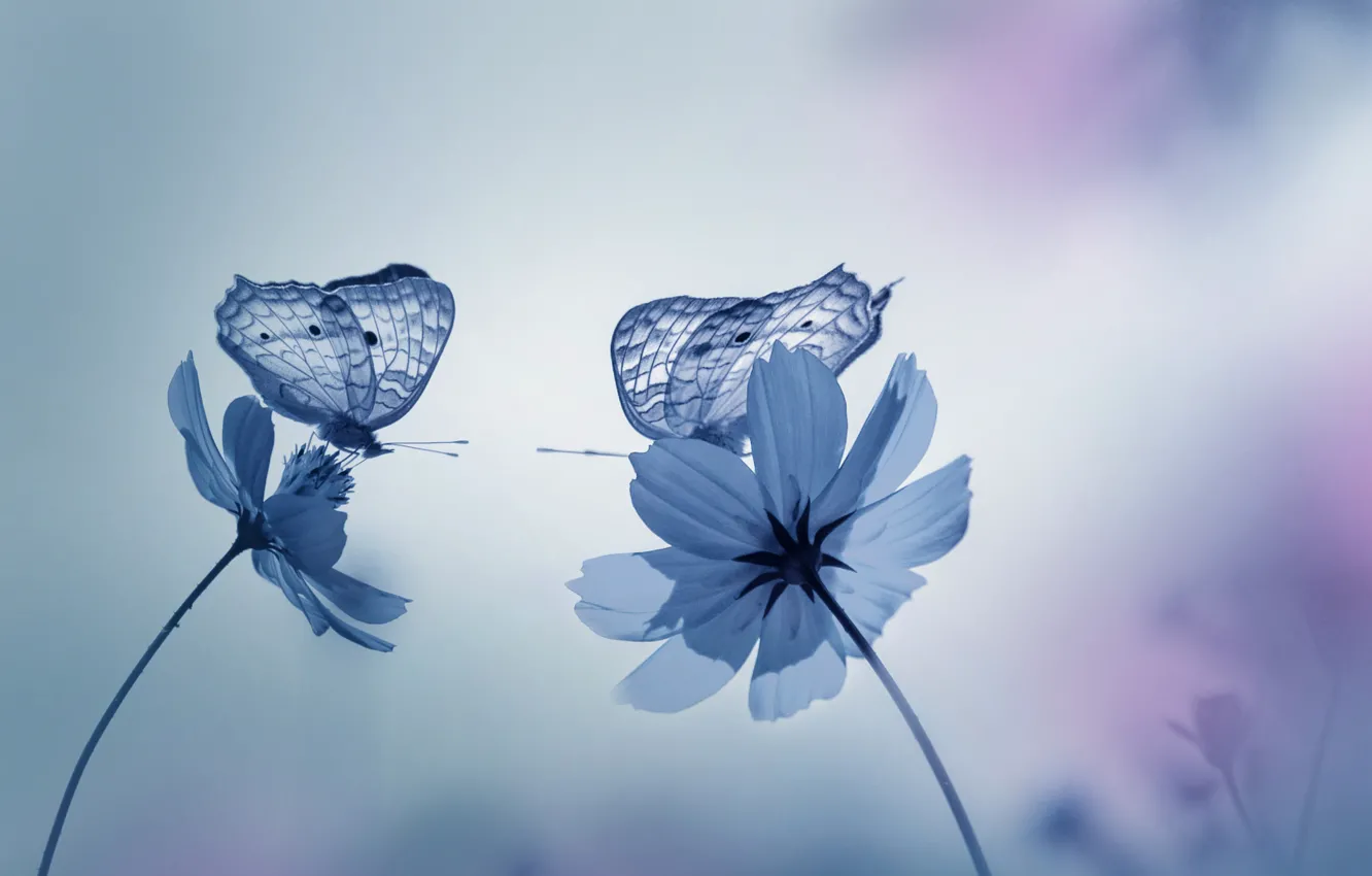 Фото обои бабочки, цветы, природа, сад, Синие тона