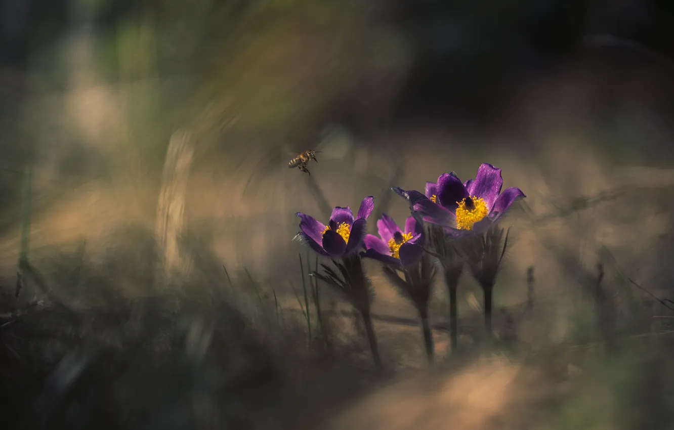 Фото обои лес, пчела, весна, сон-трава