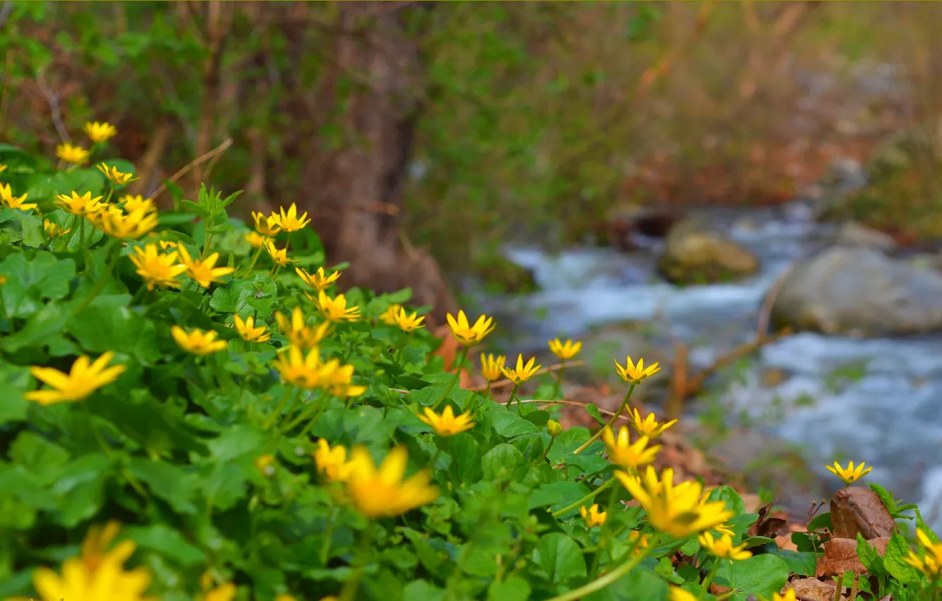 Фото обои Природа, Весна, Ручей, Nature, Spring, Желтые цветы, Yellow flowers, Чистяк