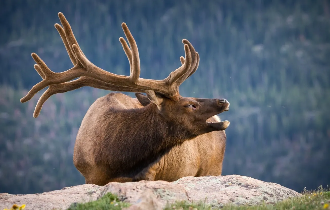 Фото обои horns, deer head, ornamented