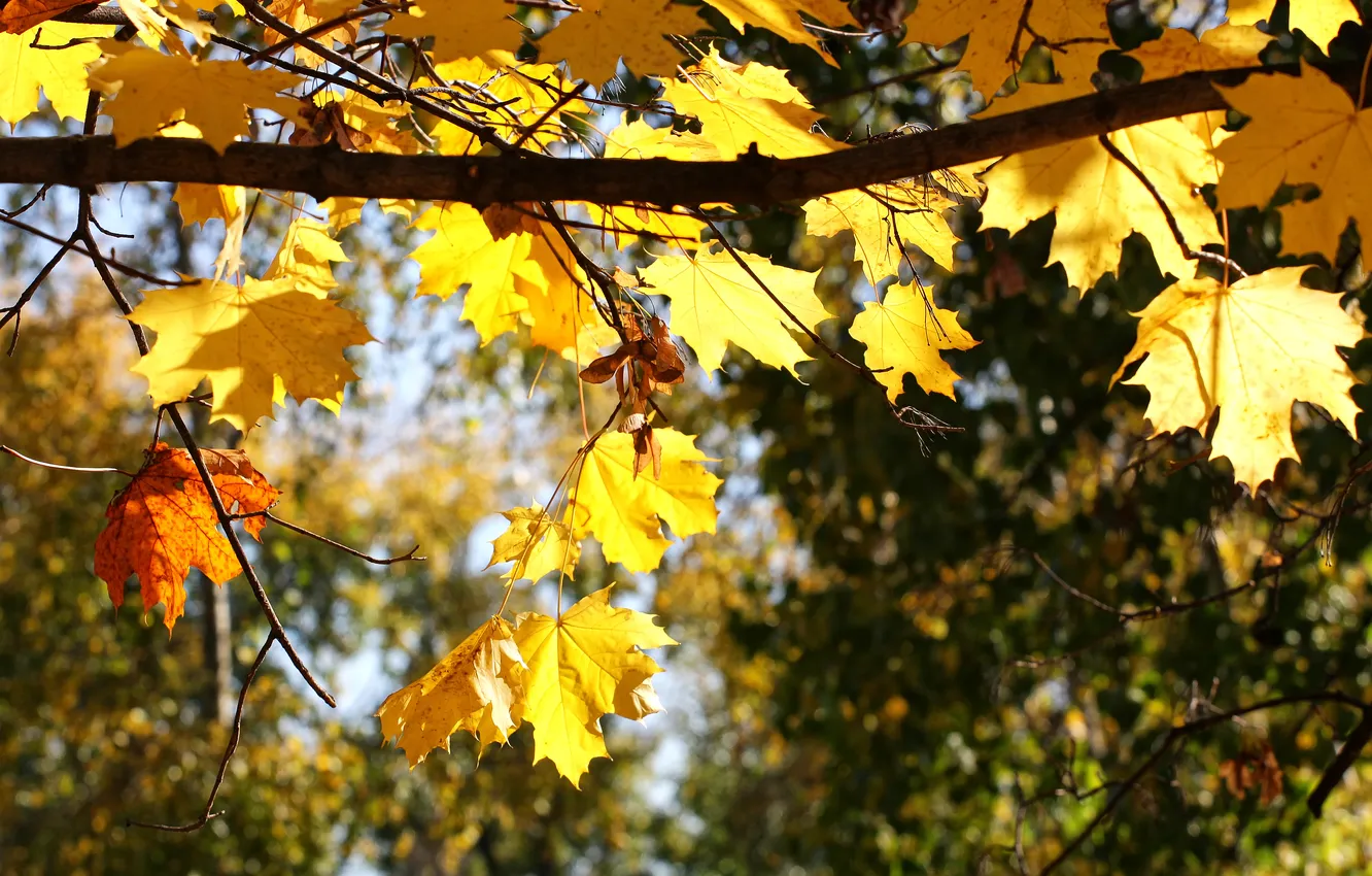 Фото обои осень, листья, природа, ветка