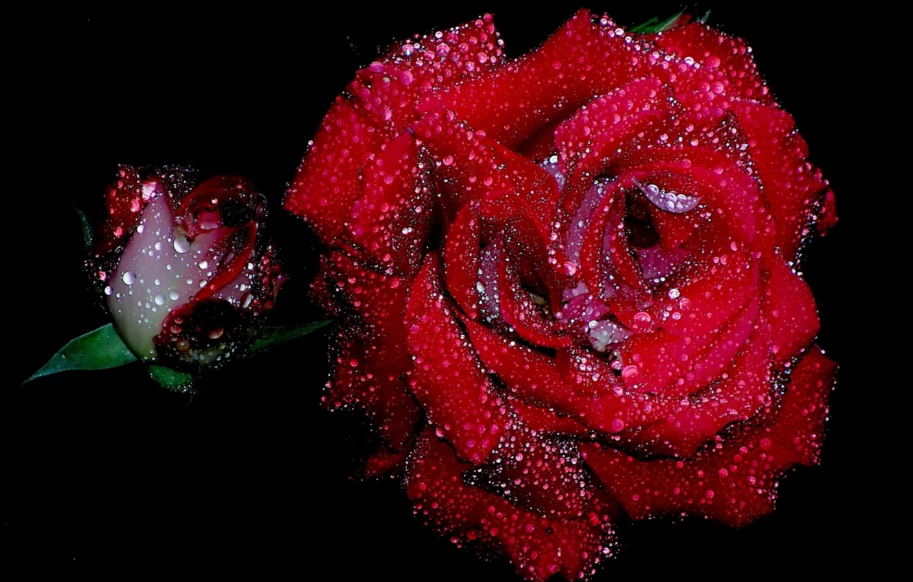 Фото обои капли, роза, бутон