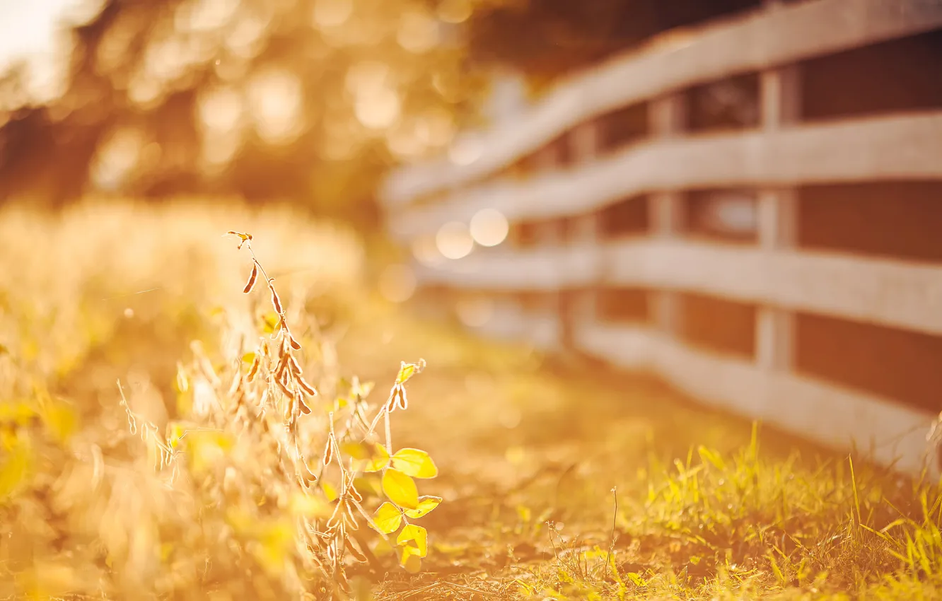 Фото обои осень, трава, листья, солнце, макро, свет, природа, забор
