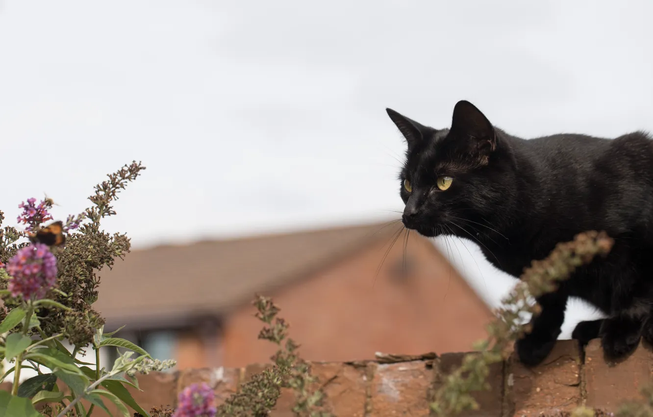 Фото обои кирпич, боке, чёрная кошка