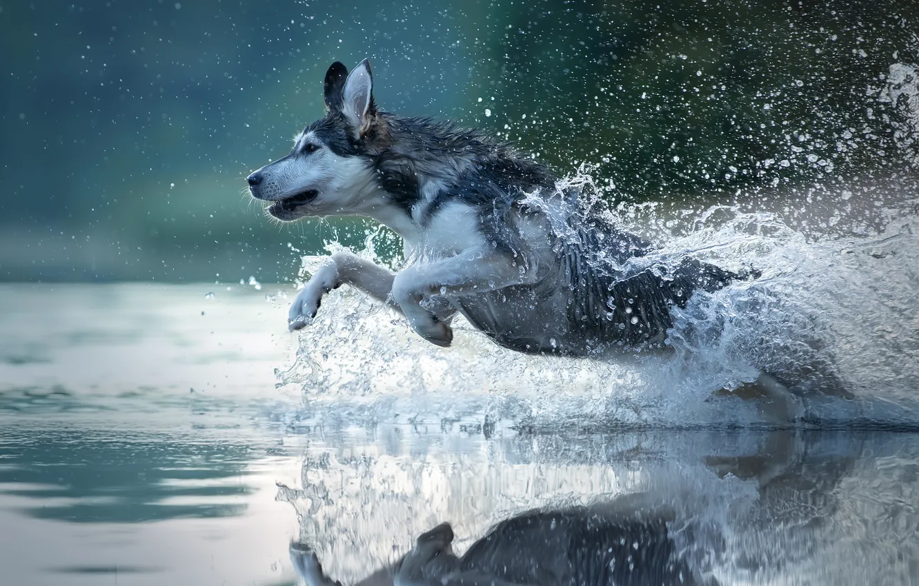 Фото обои jump, water, dog, target