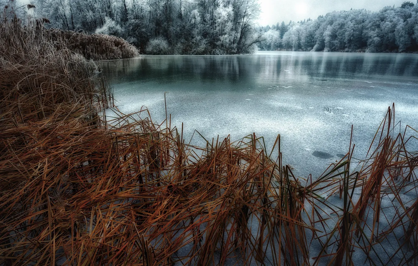 Фото обои озеро, лёд, камыш
