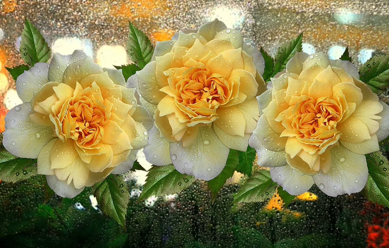 Фото обои капли, цветы, дождь, розы, букет, желтые