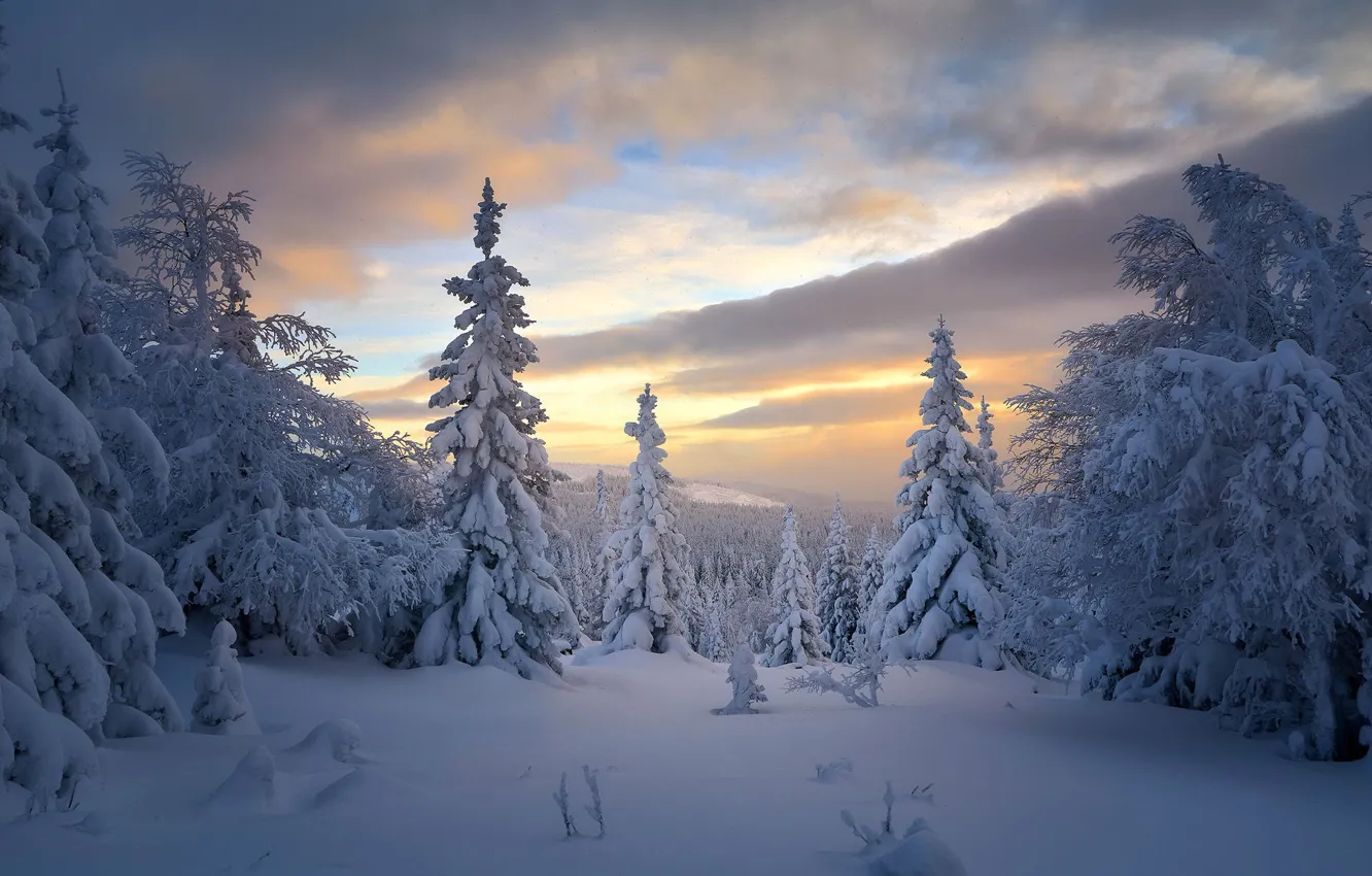 Фото обои зима, лес, снег, деревья, ели, Россия, тайга, Сергей Межин