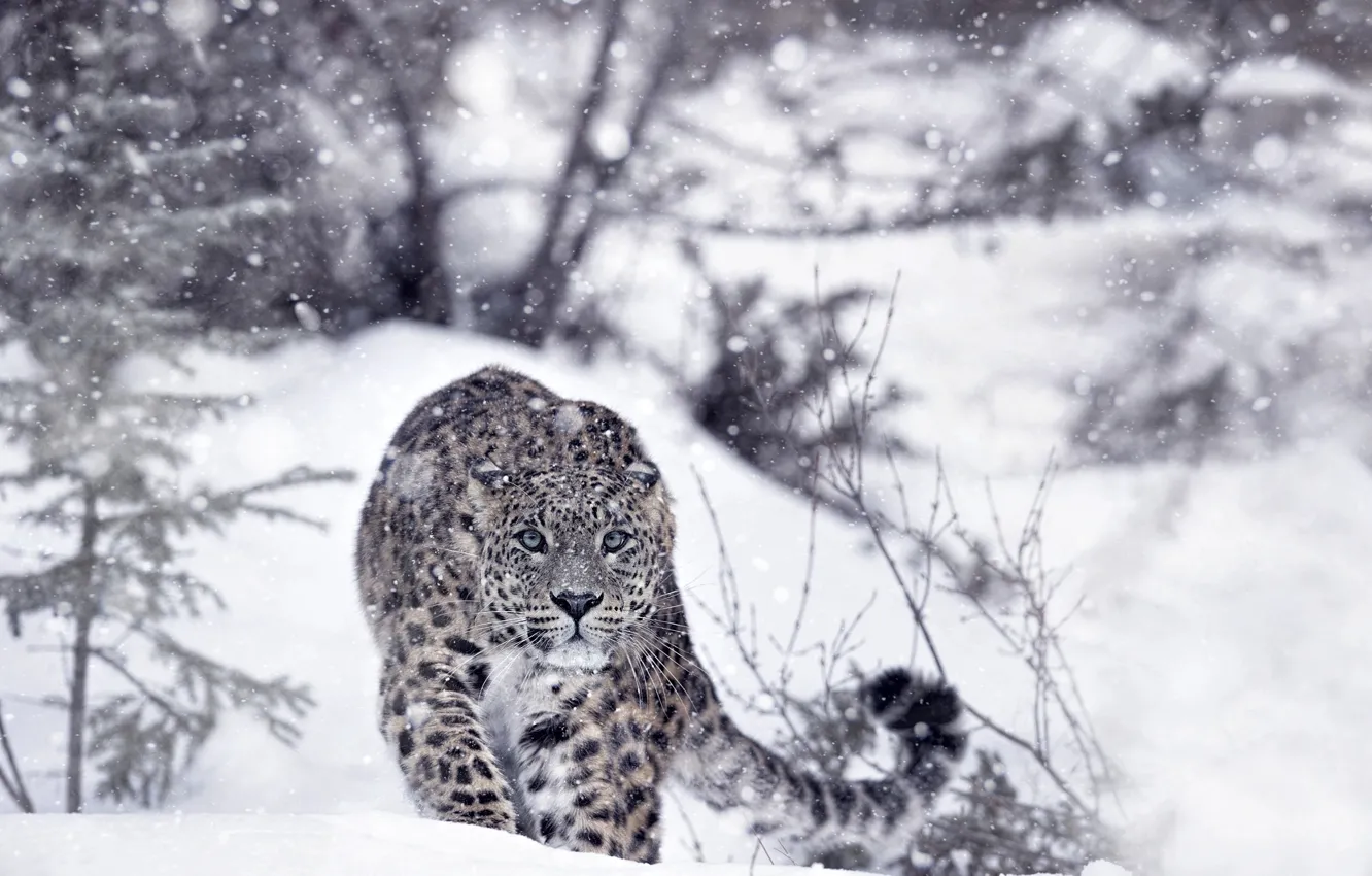 Фото обои зима, лес, снег, хищник, леопард, ирбис, снежный барс