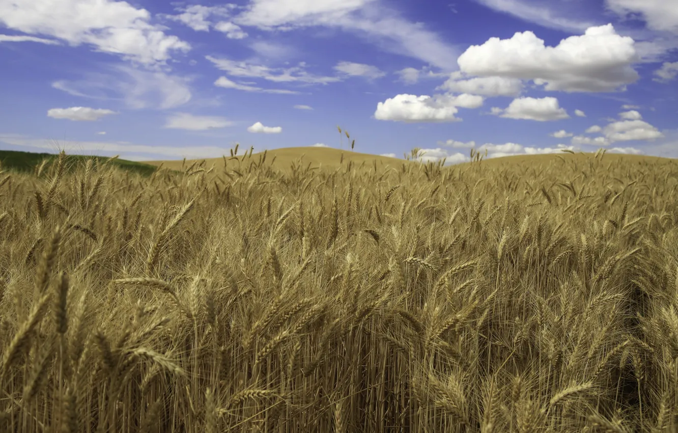 Фото обои field, hills, wheat, countryside, farm, wheat field, sunny, farmland