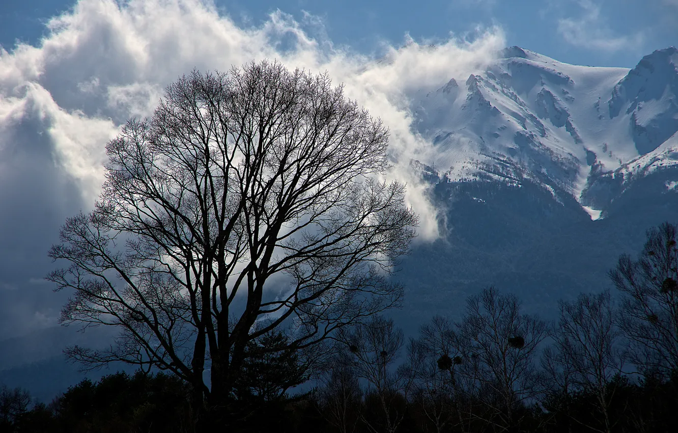 Фото обои облака, снег, деревья, горы, дерево, вершины, силуэты