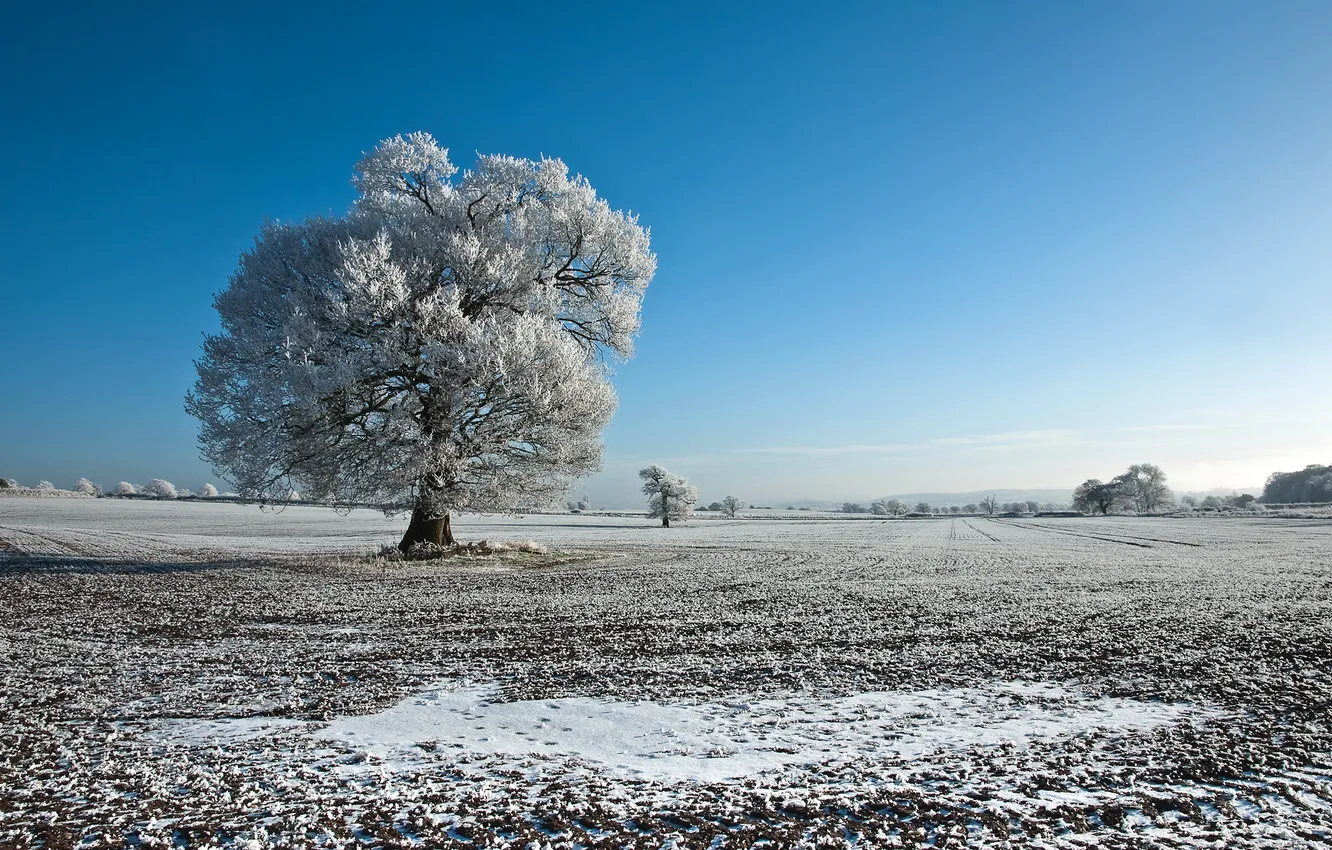 Фото обои зима, иней, поле, пейзаж, дерево, Природа