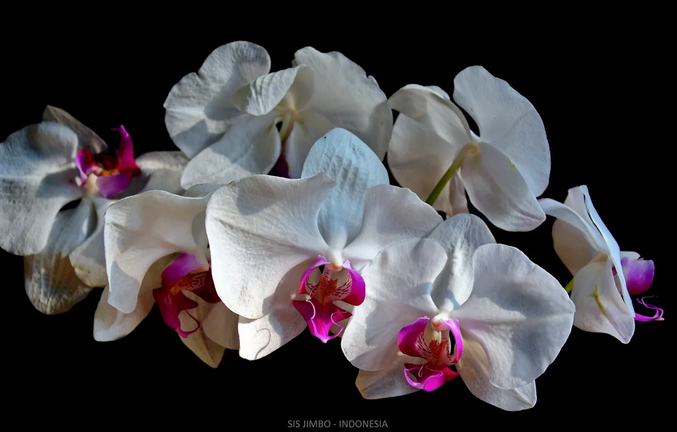 Фото обои орхидеи, чёрный фон, белые орхидеи