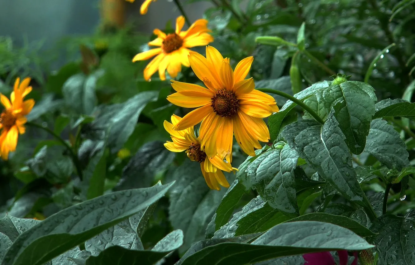 Фото обои лето, дождь, жёлтые цветы