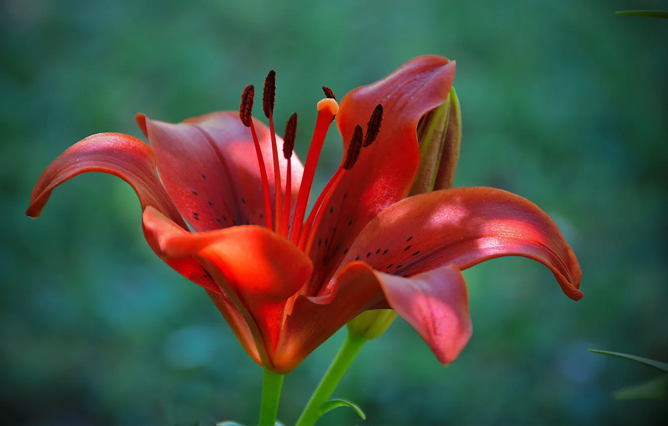 Фото обои Макро, Лилия, Lily, Боке, Bokeh, Macro, Красная лилия, Red lily