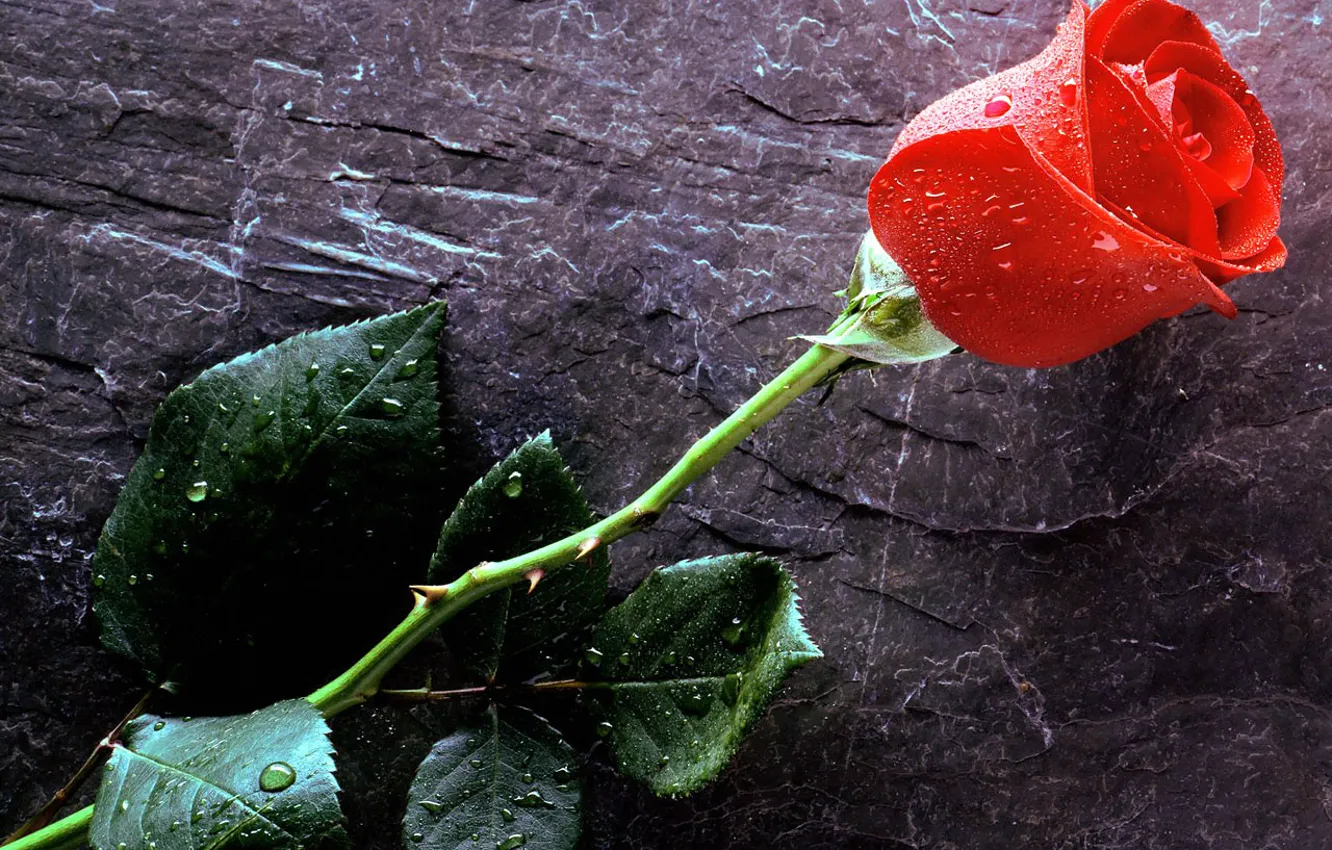Фото обои капли, Love, красная роза