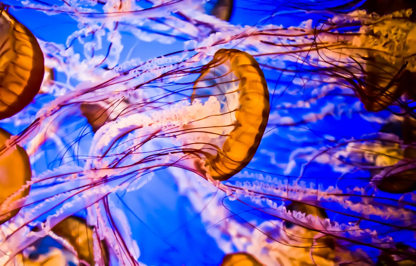 Фото обои вода, природа, медузы