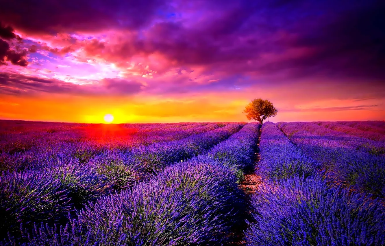 Фото обои Sunset, tree, lavender, the cultivation of