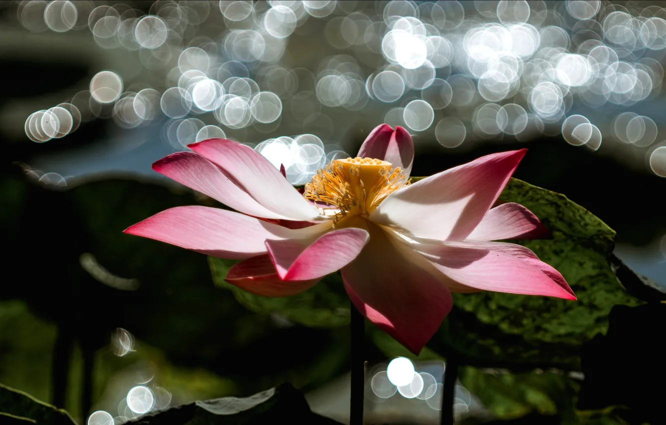 Фото обои цветок, листья, свет, блики, темный фон, розовый, лотос, водоем