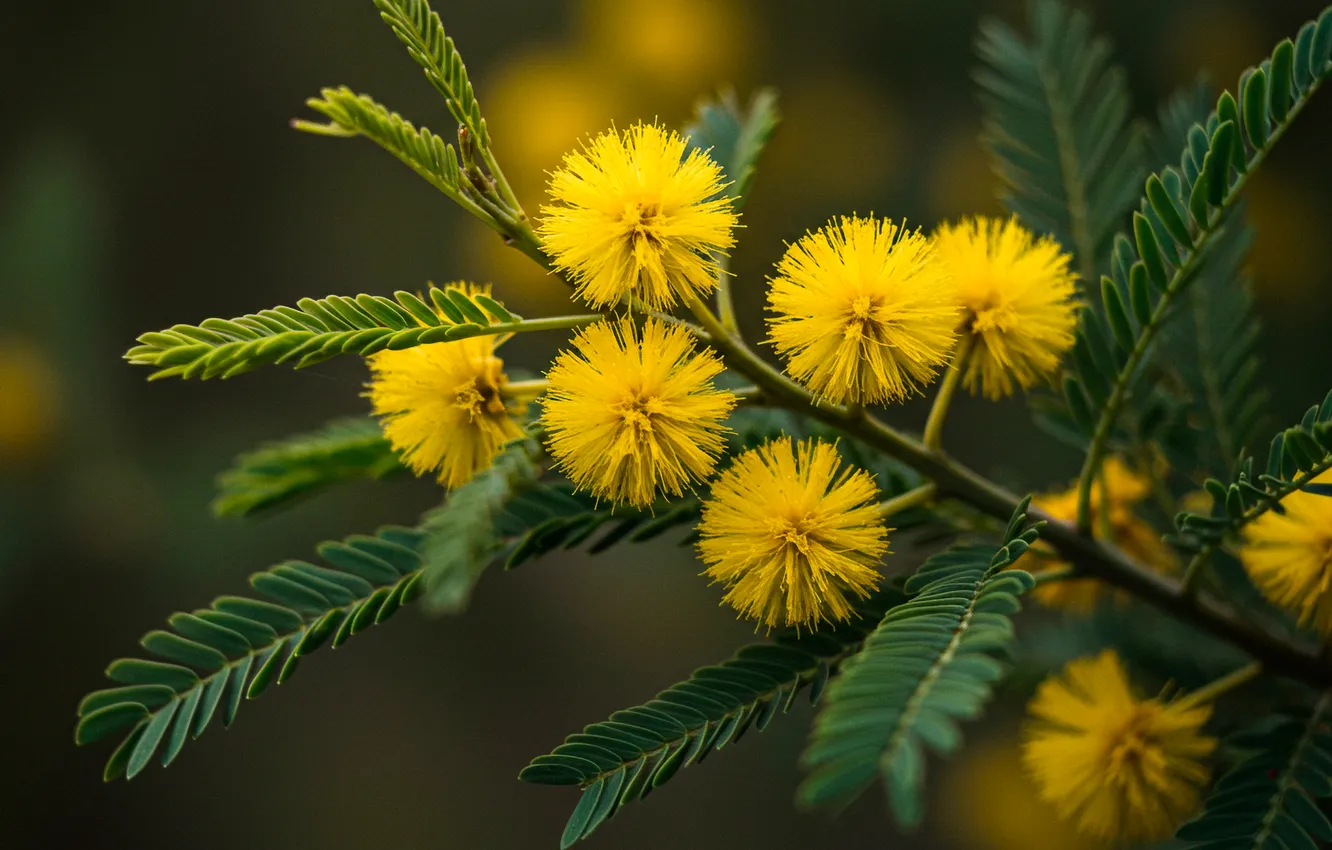 Фото обои листья, желтый, ветка, wallpaper, yellow, leaves, branch, мимоза