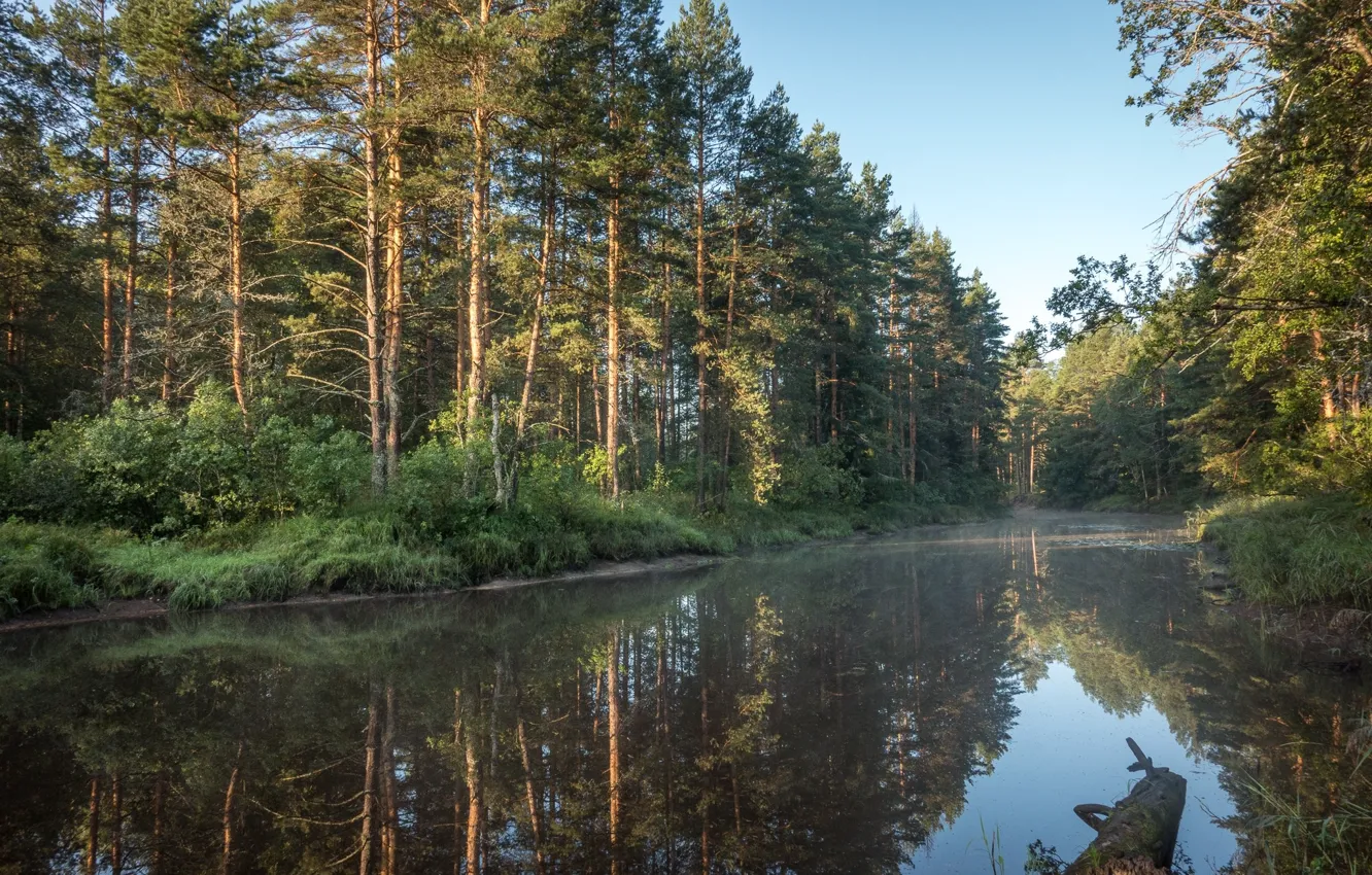 Фото обои Вода, Озеро, Лес