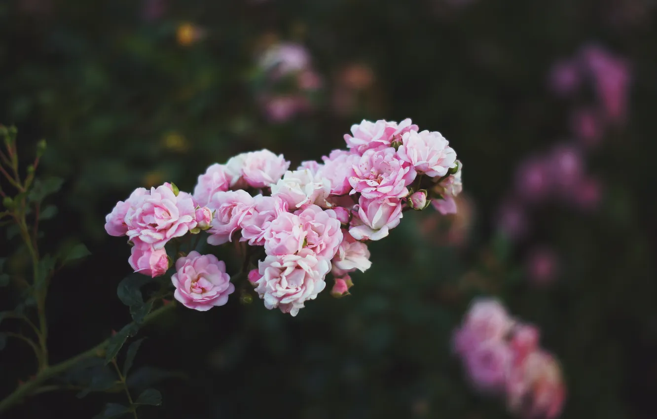 Фото обои цветы, лепестки, розовые