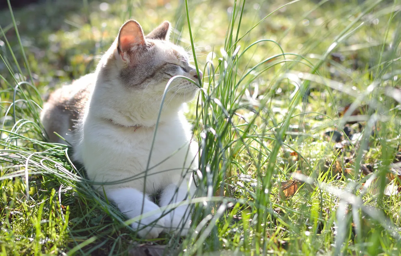 Фото обои трава, кот, кошак, котяра