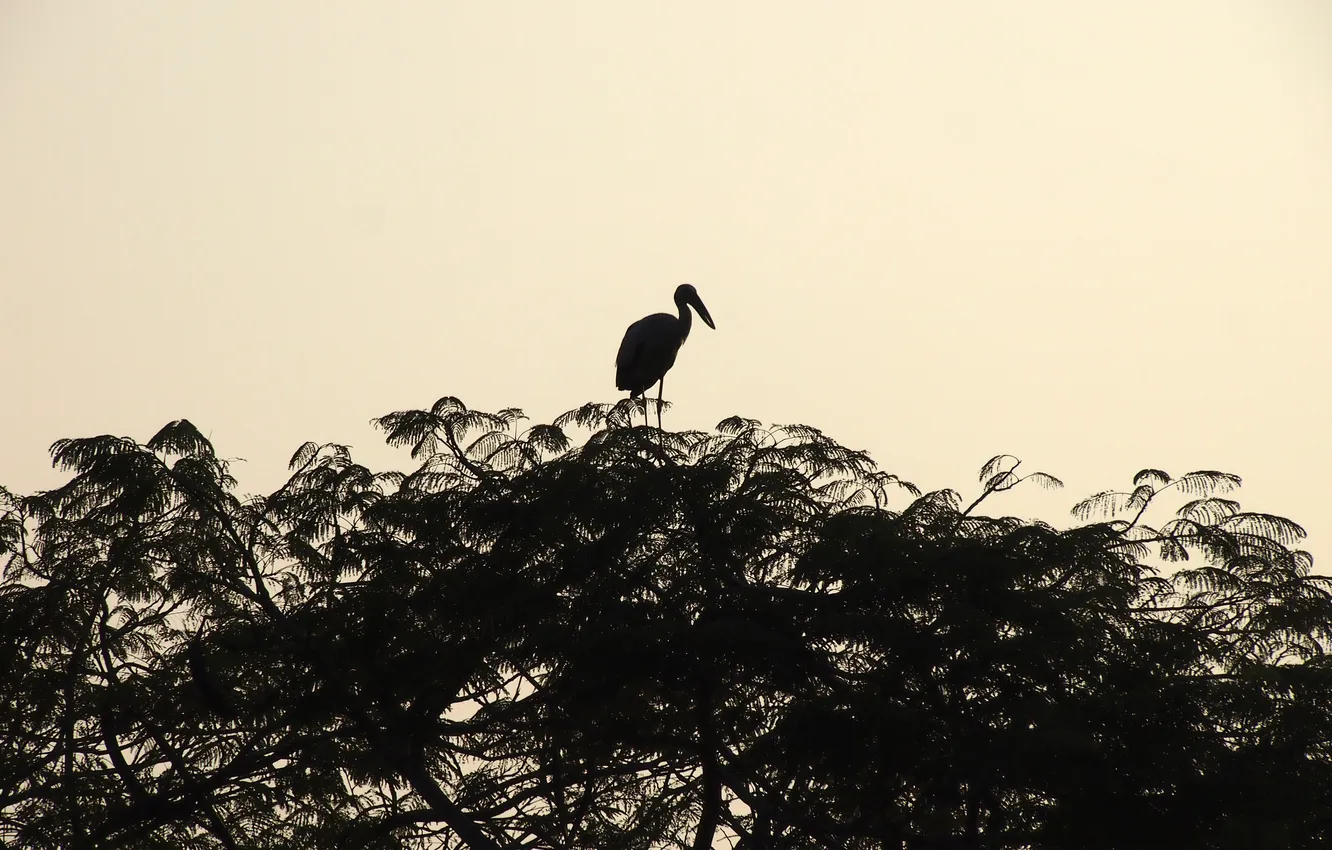 Фото обои Аист, Аюттхая, Ayutthaya, Stork