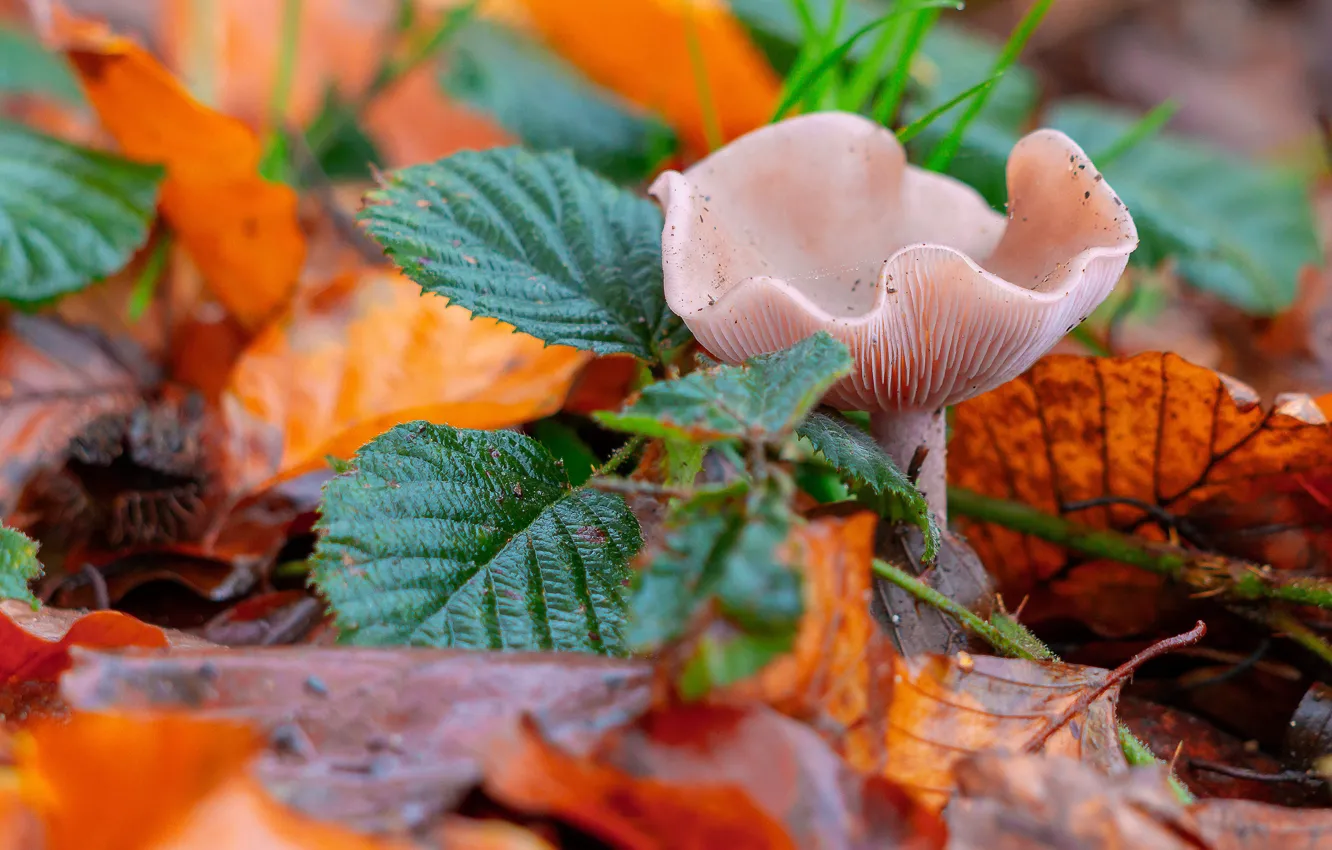 Фото обои осень, листья, макро, гриб, осенние листья