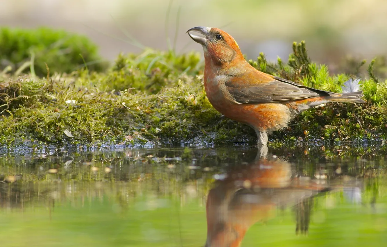 Фото обои вода, отражение, птица, клёст, Клёст-еловик