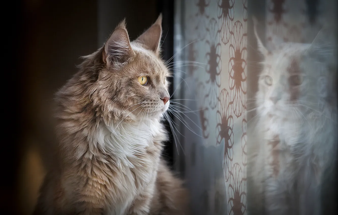 Фото обои кошка, кот, взгляд, отражение, окно