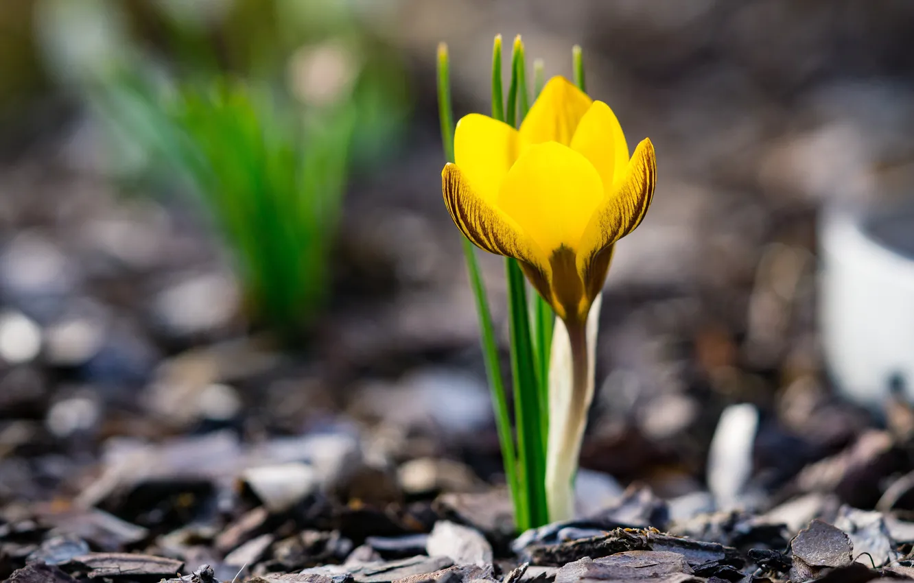 Фото обои цветок, желтый, фон, поляна, весна, крокус, боке